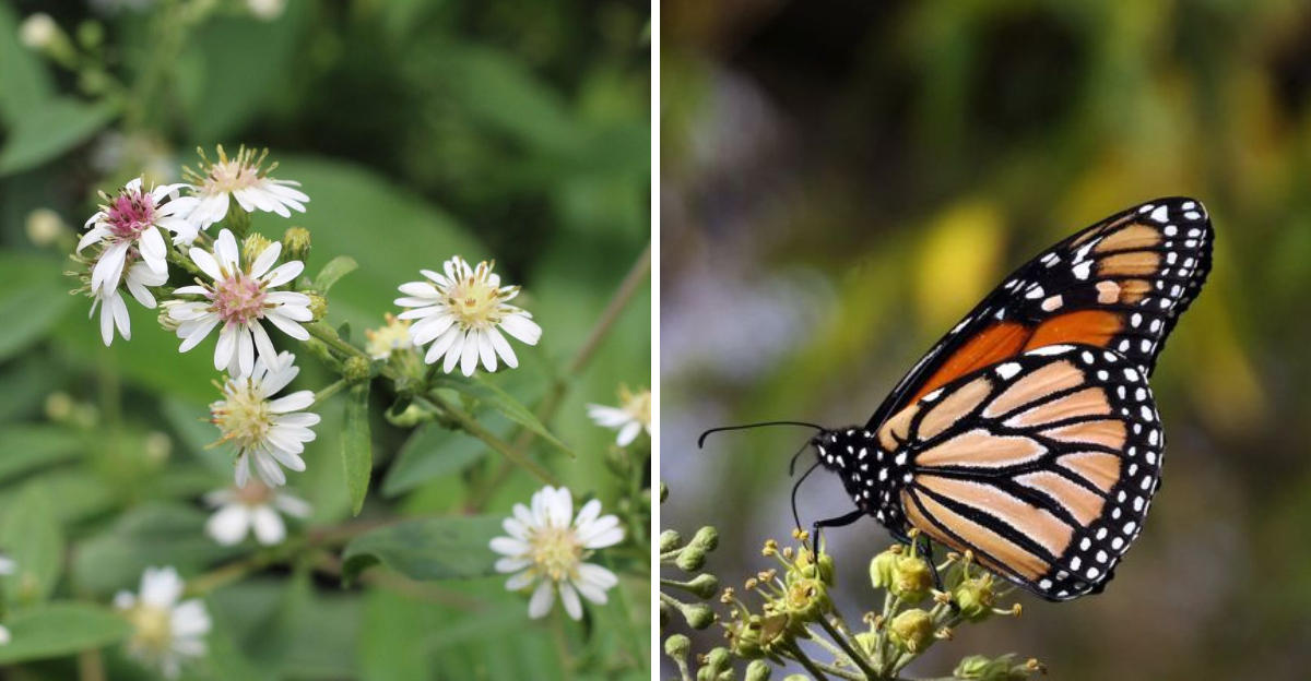 calico aster and butterfly
