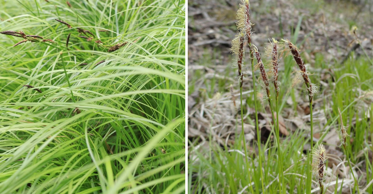 pennsylvania sedge