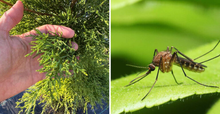 eastern red cedar tree and mosquito