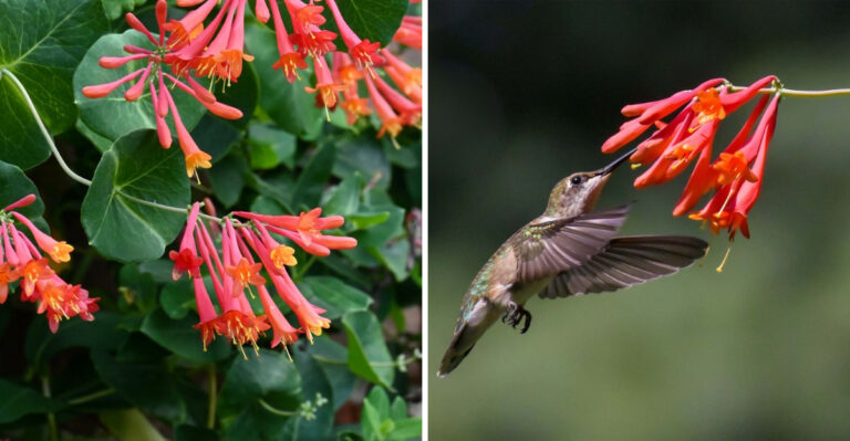 coral honeysuckle and hummingbird