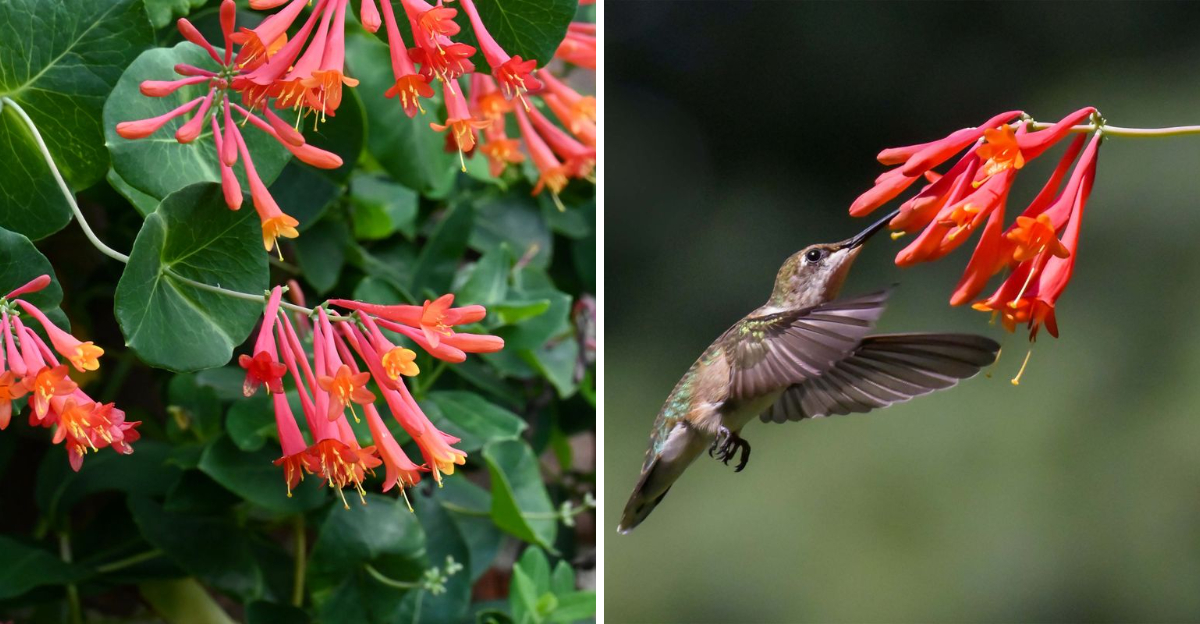 coral honeysuckle and hummingbird