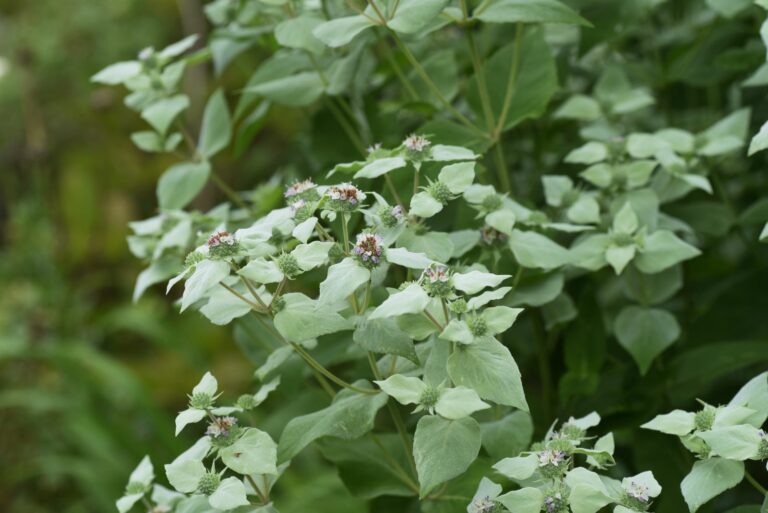 clustered mountain mint