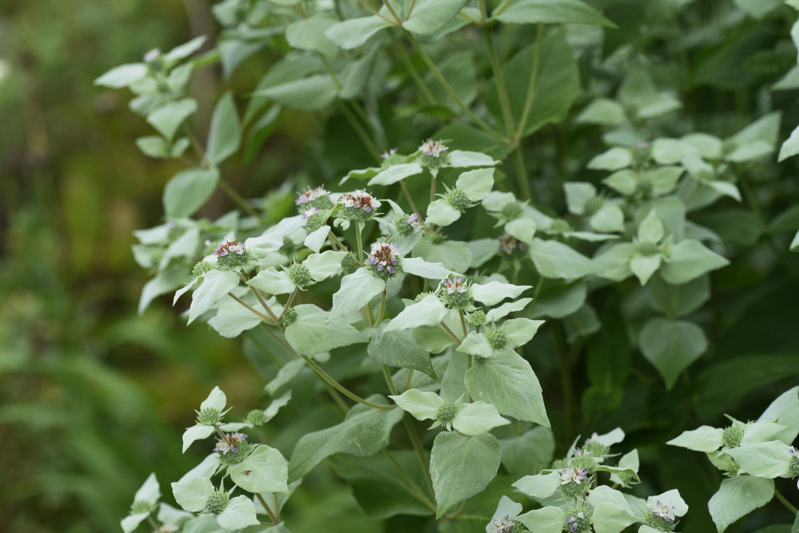 clustered mountain mint