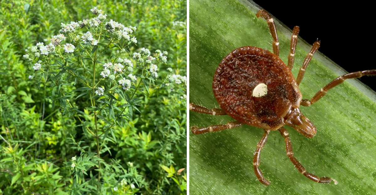 virginia mountain mint and tick