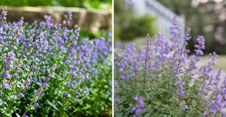 catmint