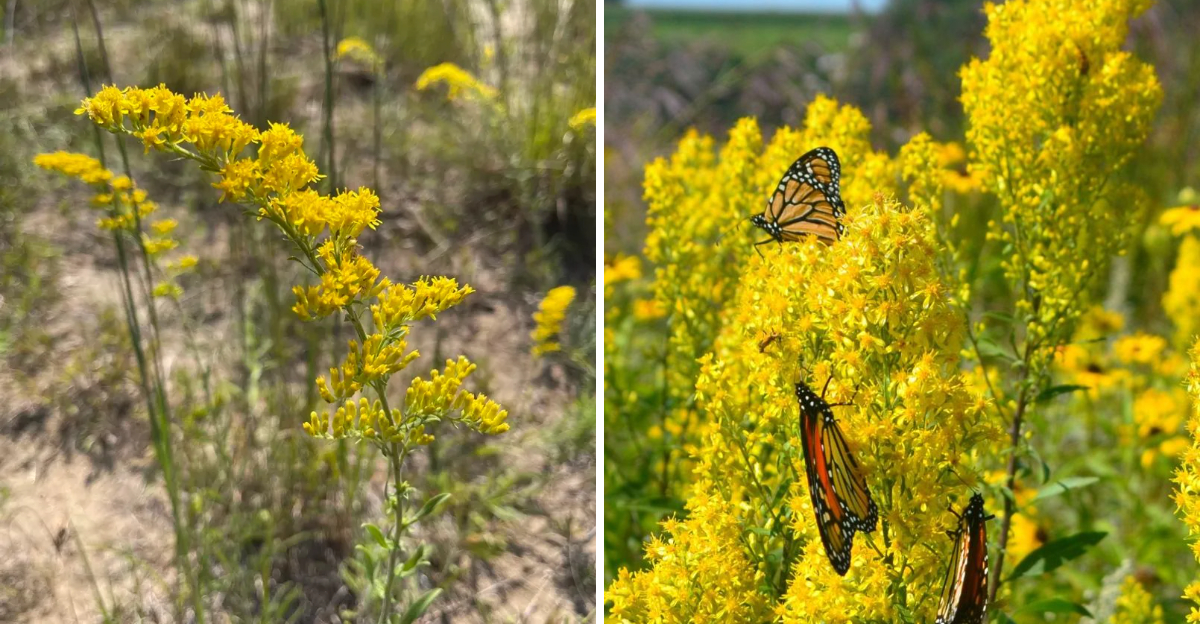 goldenrod