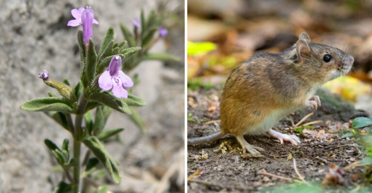 Drummond's False Pennyroyal and mouse