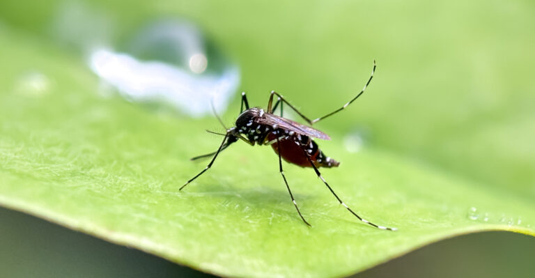 The Most Underrated Texas Native That Helps Keep Post-Storm Mosquitos Out Of Backyards