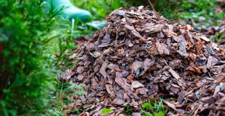 The Mulch Mistakes That Can Make Rat And Tick Problems Worse In Pennsylvania Yards