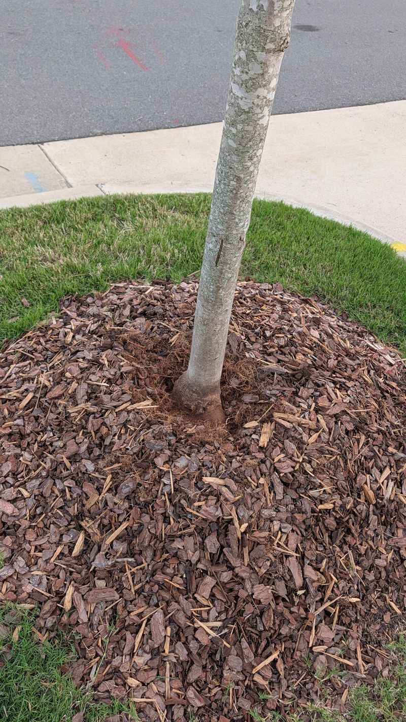 The Mulch Volcano Problem Explained The Mulch Volcano Problem Explained