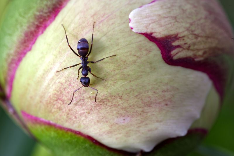 The Myth That Peonies Need Ants To Open Explained