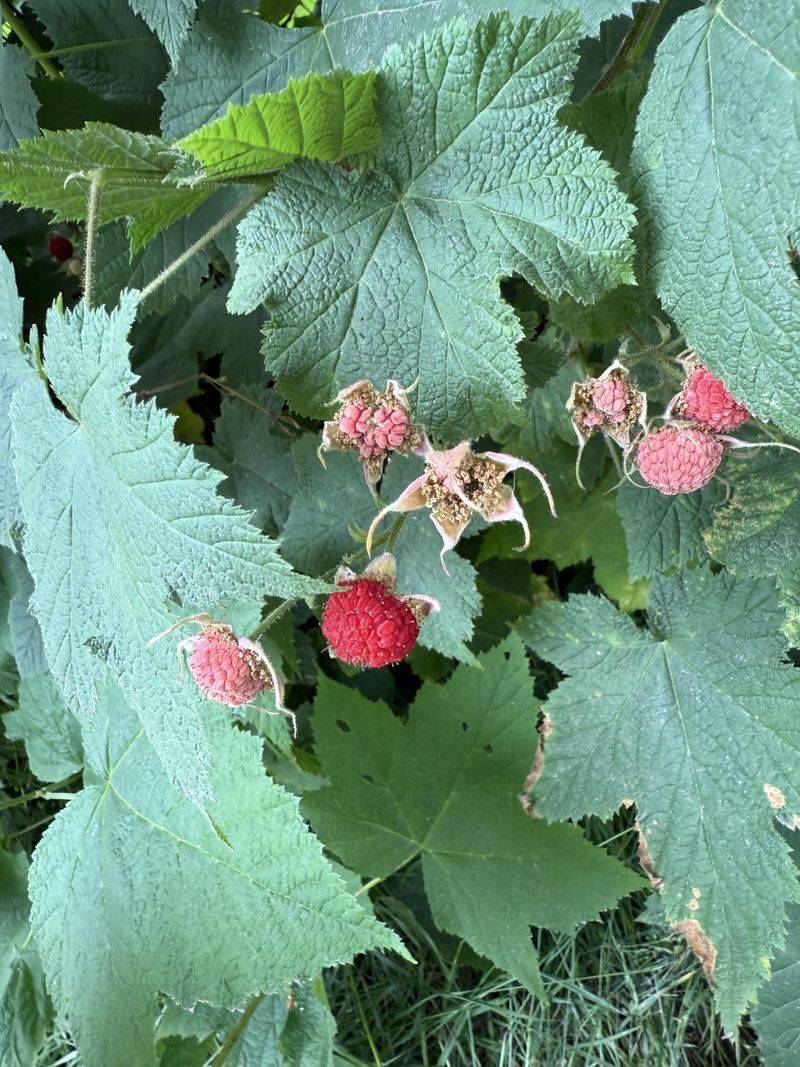 The Native Berry Bush To Try The Native Berry Bush To Try