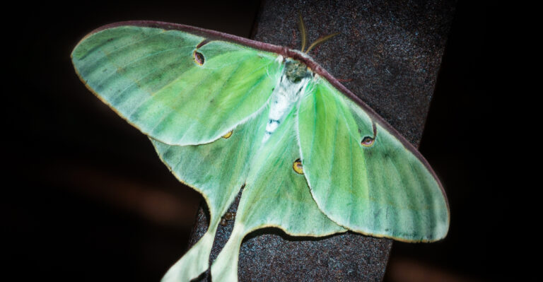 luna moth