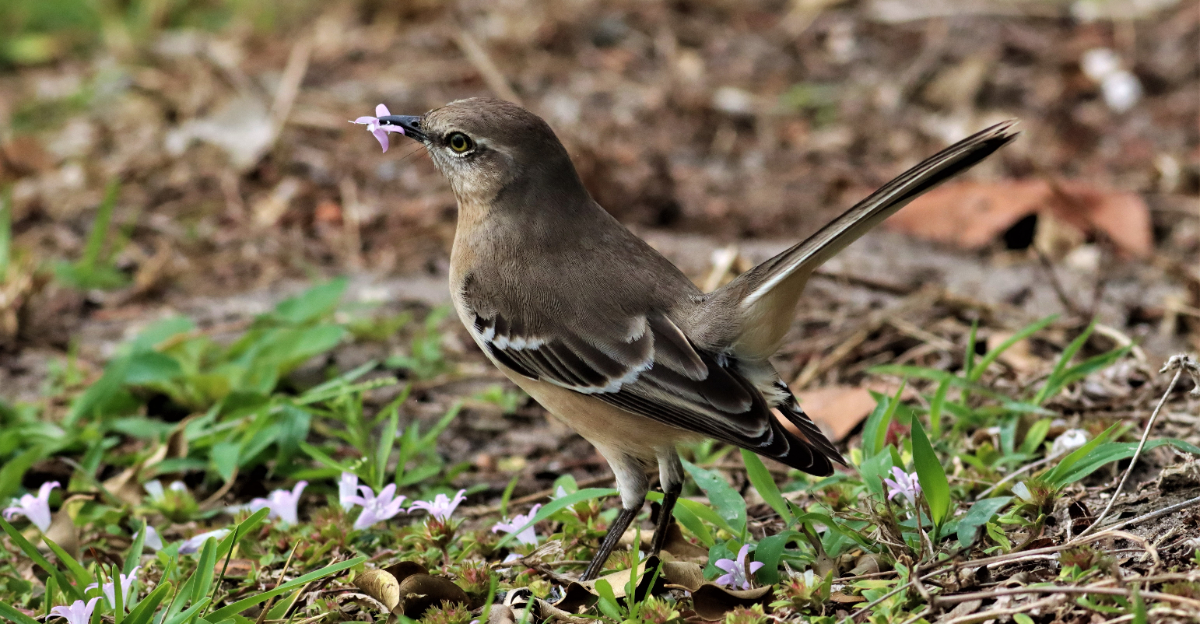 mockingbird