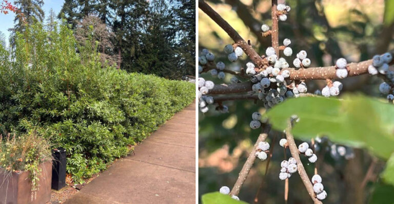 The Native Florida Shrub More Neighborhoods Are Quietly Adding Along Property Lines For Cooling