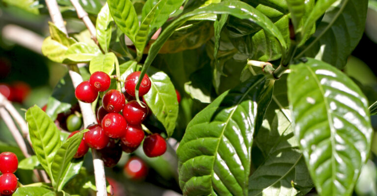 wild coffee