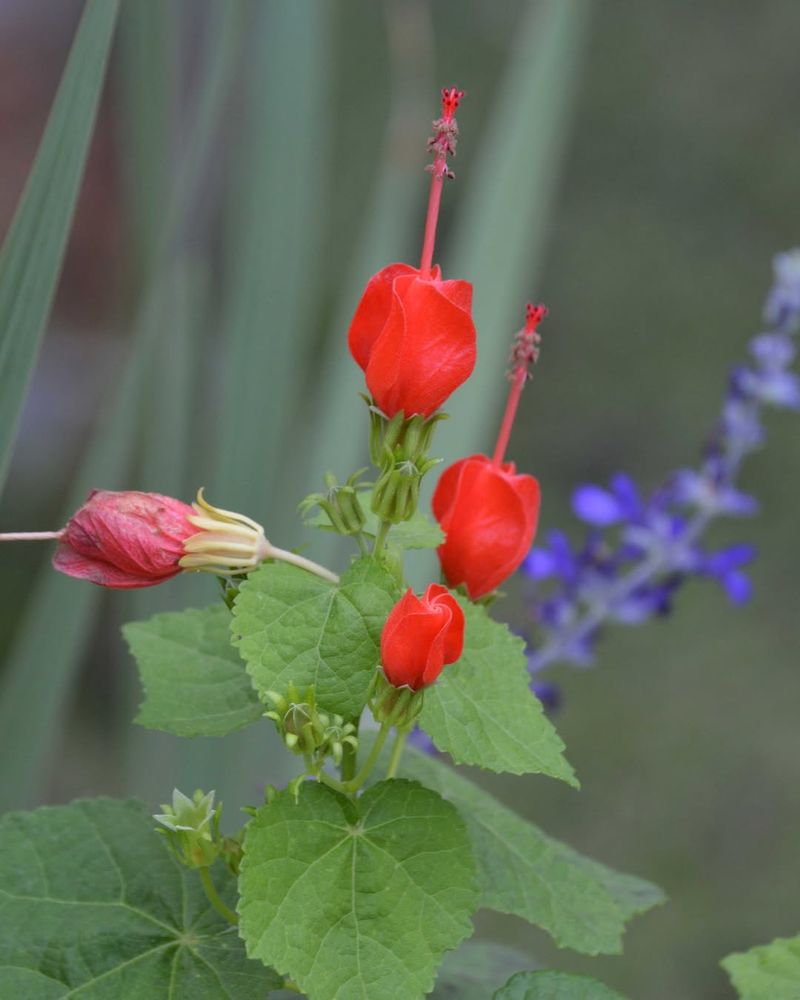 The Native Flower That Feeds Hummingbirds The Native Flower That Feeds Hummingbirds