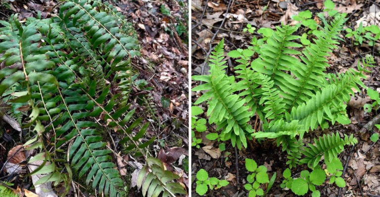 The Native Georgia Fern That Stays Beautiful Through Heat And Humidity