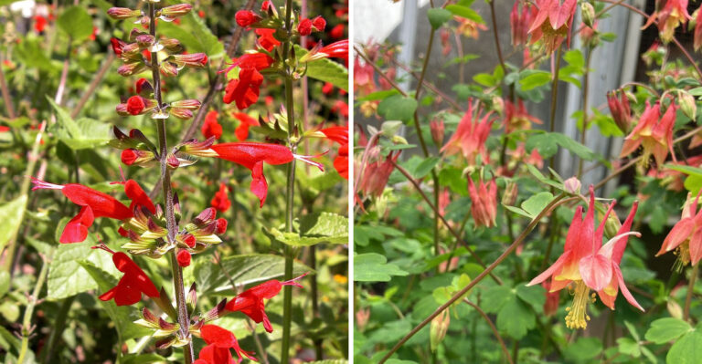 The Native Georgia Flowers That Practically Take Care Of Themselves