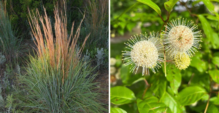 The Native Georgia Plants That Handle Poor Clay Soil Better Than Most Ornamentals