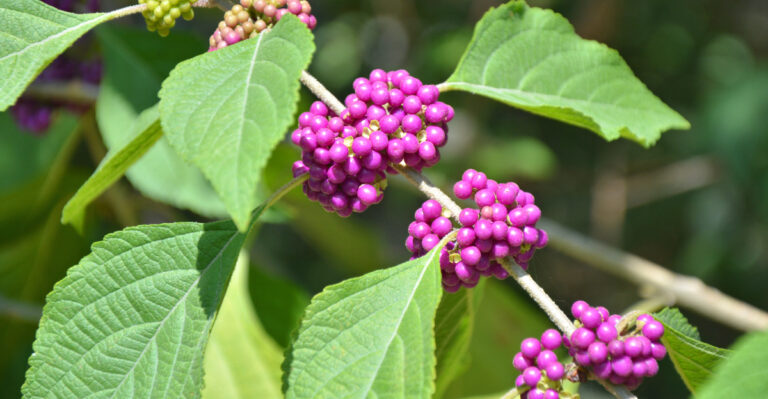 shrub (featured image)