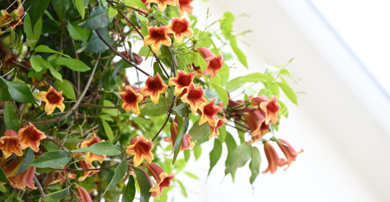 plant (featured image)