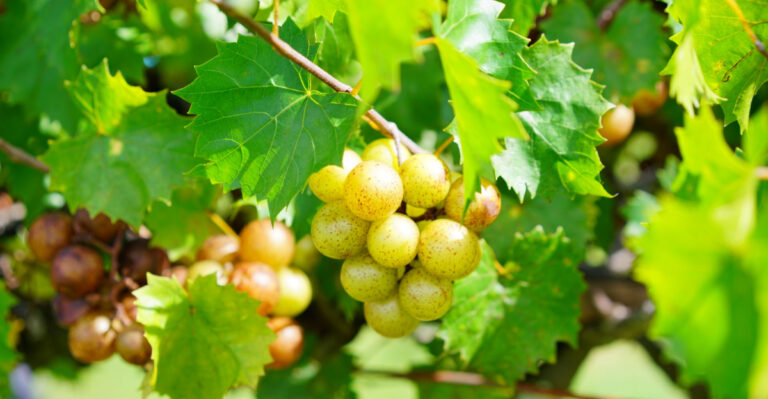 The Native Grape Vine More Georgia Gardens Should Be Growing