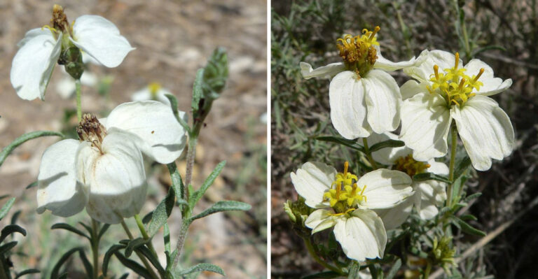 The Native Groundcover That Blooms Through Arizona’s Hottest Weeks