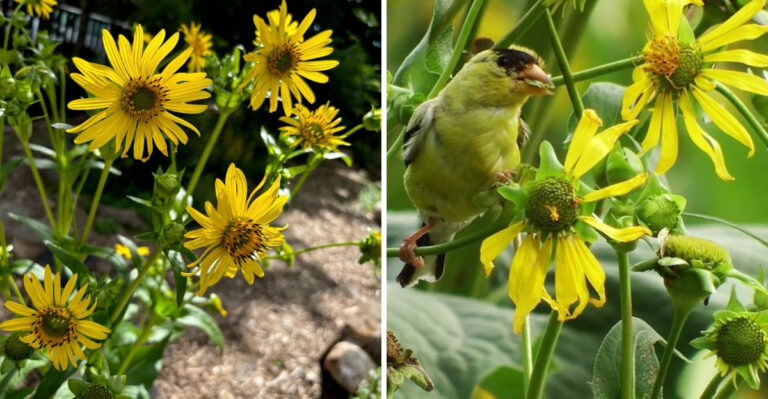 The Native Michigan Plant That Feeds Goldfinches All Summer Without Any Help