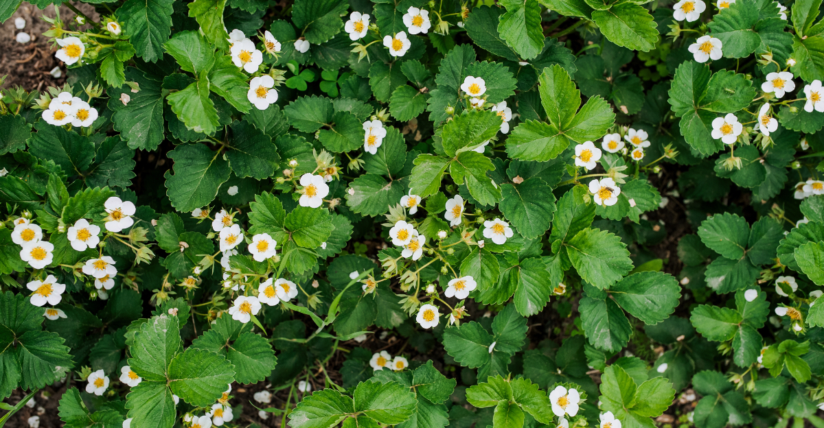 wild strawberry