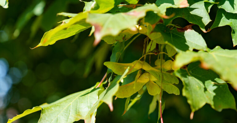 The Native Michigan Tree That Drops Thousands Of Seeds Every Fall (In A Good Way)
