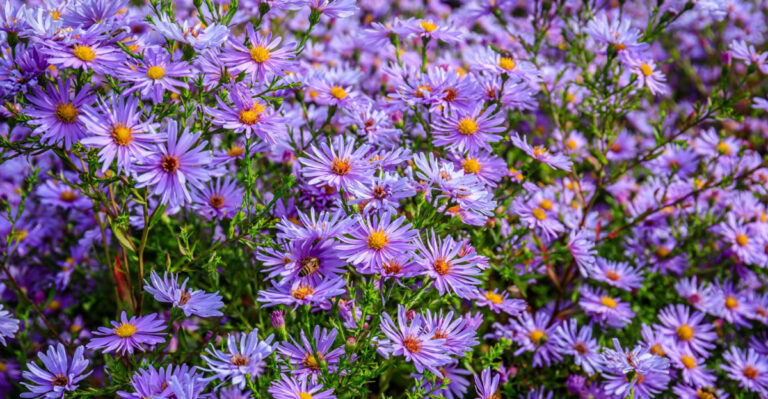 The Native Michigan Wildflower That Blooms In August When Every Other Garden Looks Tired