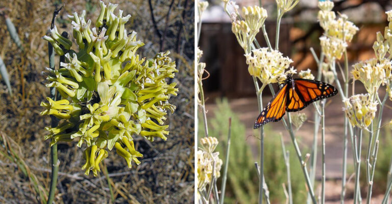 The Native Milkweed Arizona Queen Butterflies Can’t Survive Without