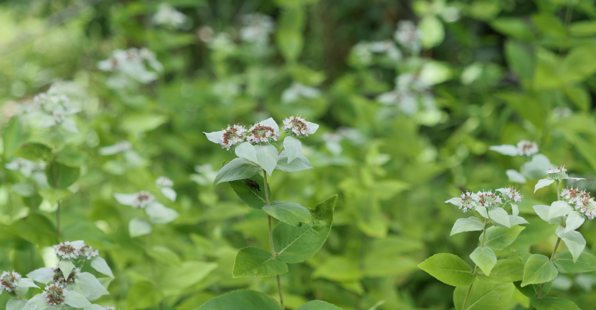 mountain mint