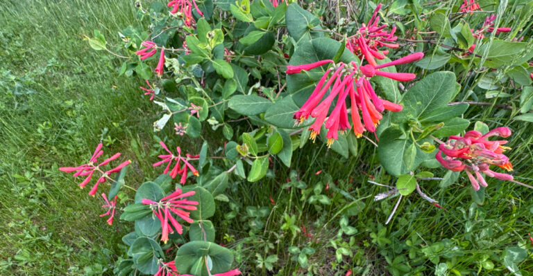 coral honeysuckle