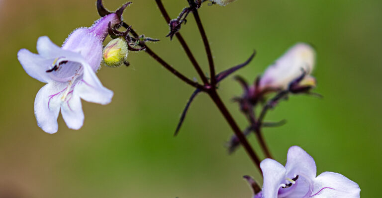 The Native Ohio Plant Combination That Creates A Natural Tick Barrier