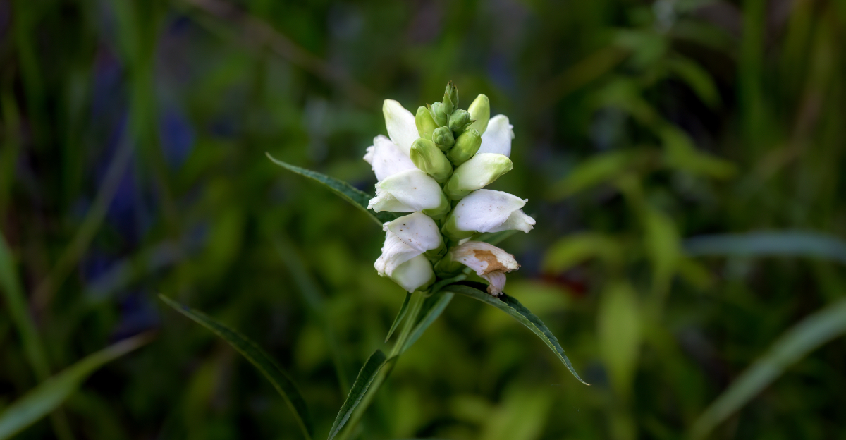 white turtlehead