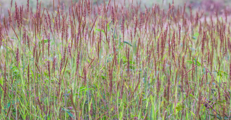 Andropogon gerardi