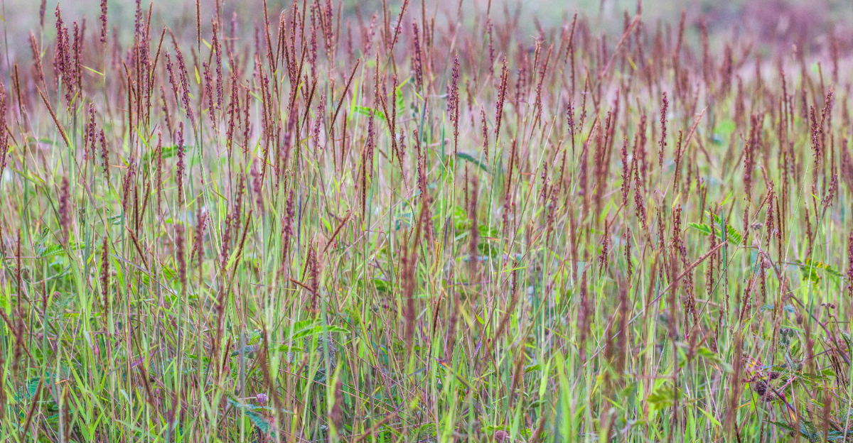 Andropogon gerardi
