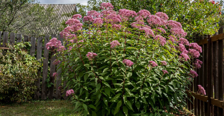 The Native Ohio Plant To Grow Instead Of Butterfly Bush Along Fence Lines