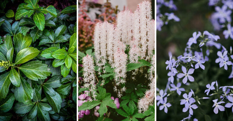 The Native Ohio Plants To Grow Instead Of Hostas To Deter Beetles
