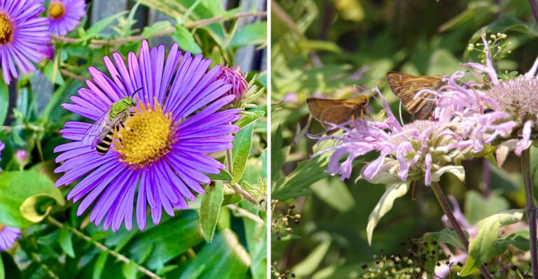 The Native Ohio Trio That Supports Pollinators From Spring Through Fall