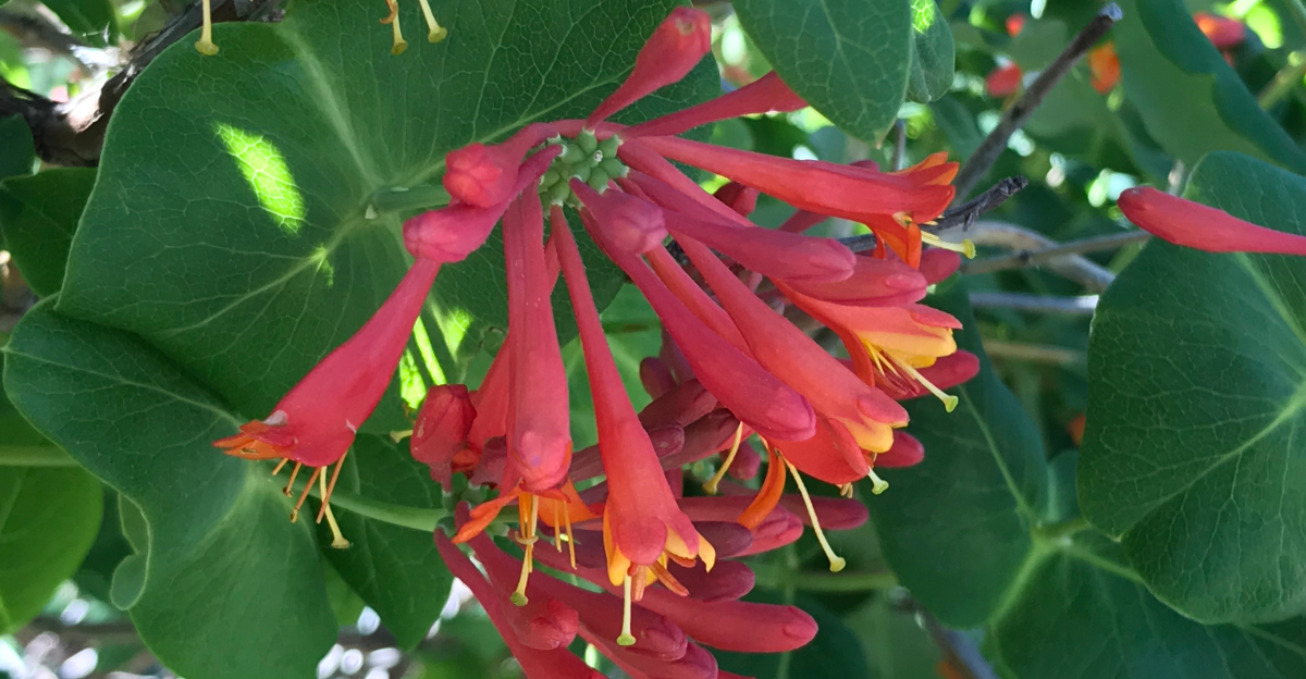 coral honeysuckle