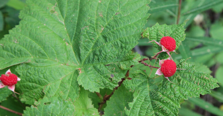 The Native Oregon Berry Bush That Outcompetes Himalayan Blackberry Without Any Spray
