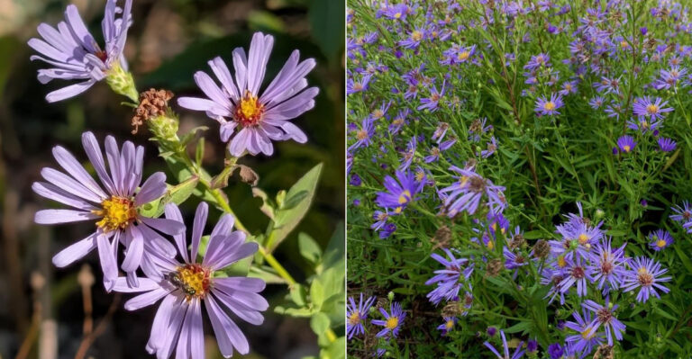 The Native Oregon Plant That Makes A Better Late-Summer Pollinator Patch Than Annuals