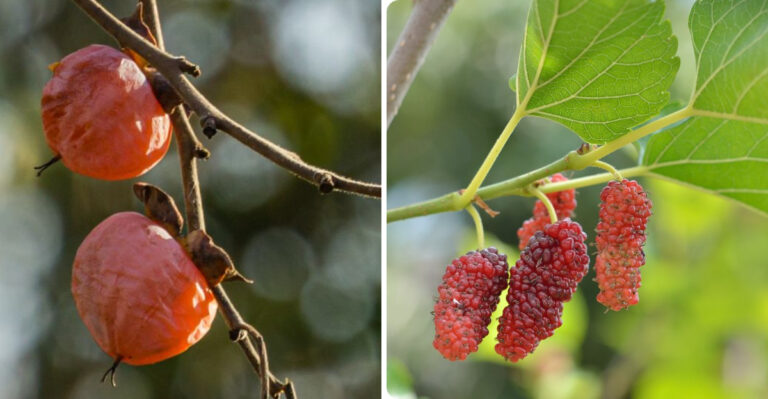 american persimmon and red mulberry