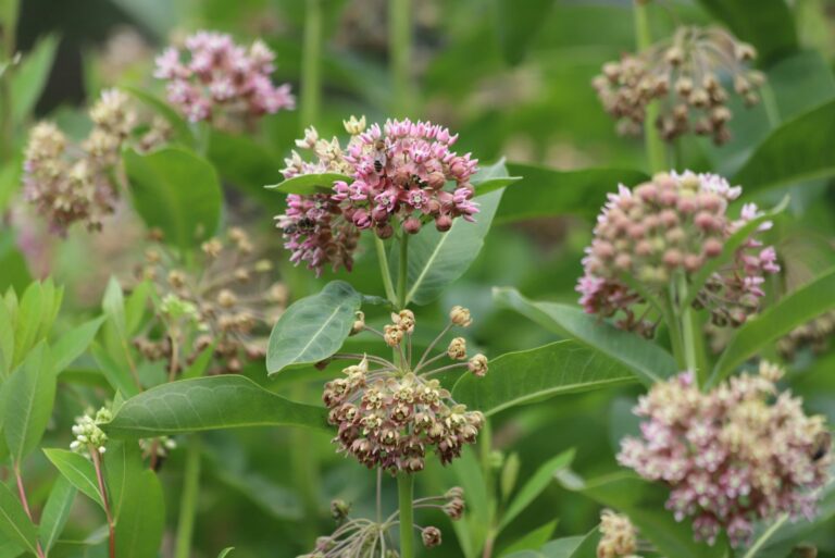 common milkweed