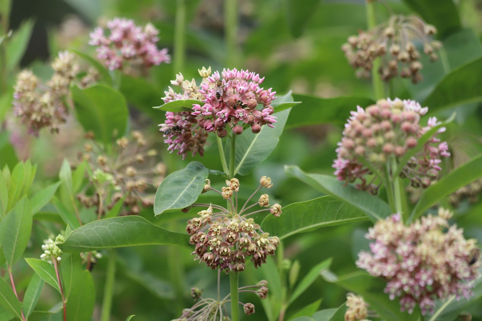 common milkweed