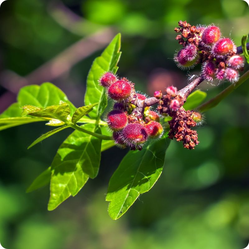The Native Pennsylvania Shrub That Roots Wherever It Touches The Ground The Native Pennsylvania Shrub That Roots Wherever It Touches The Ground