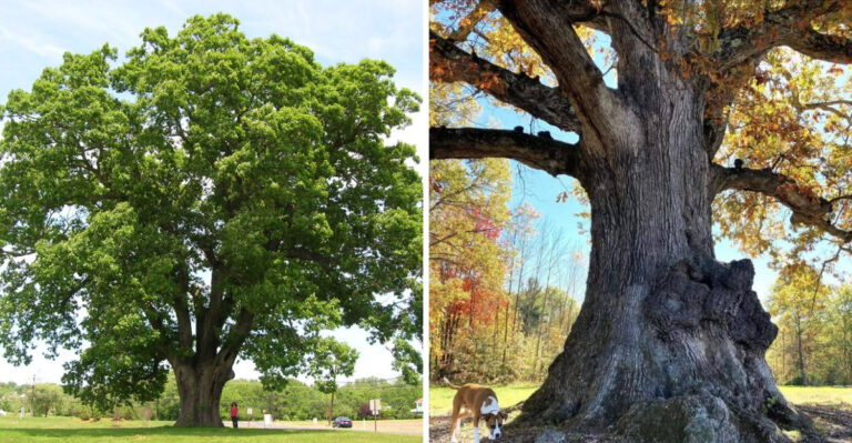 The Native Pennsylvania Tree Smart Homeowners Are Quietly Adding That Increases Property Value More Than Any Renovation